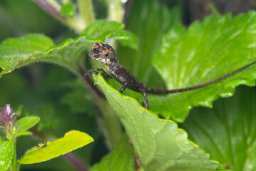 Monilesaurus rouxii, commonly known as Roux's forest lizard, Roux's forest calotes, or the forest blood sucker, is a species of arboreal, diurnal, agamid lizard, India