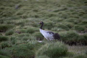 Black, necked Crane,  Grus nigricollis, Ladakh, India