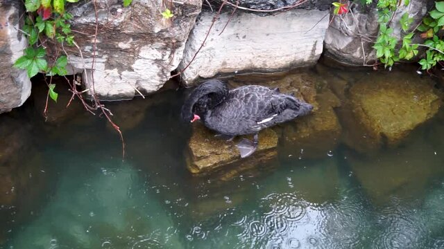 Black swan feces defecation and excretion