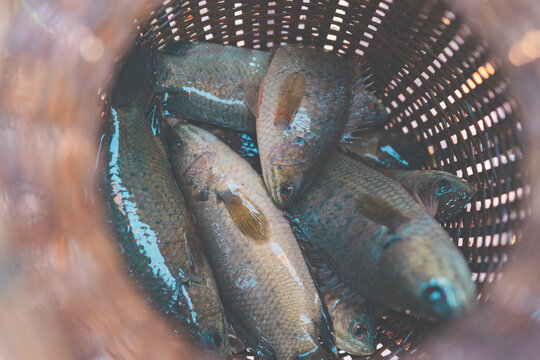 Close up climbing perch fish in basket 