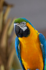 Blue-and-yellow macaw, Ara ararauna, also known as the blue-and-gold macaw, is a large South American parrot. Closeup shot