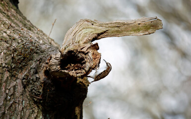 Treecreeper collecting nesting materials to build its nest.
