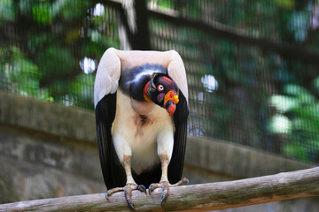 King vulture, Sarcoramphus papa. Lives predominantly in tropical lowland forests stretching from...