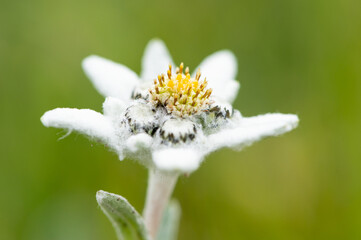 Closeup of an edelweiss flower in the Austrian alps