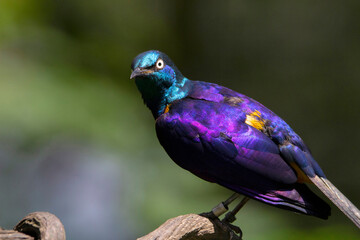 Ruppell's starling, Lamprotornis purpuroptera, also known as Rueppell's glossy-starling. Family Sturnidae