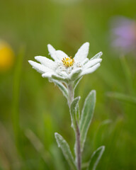 Closeup of an edelweiss flower in the Austrian alps