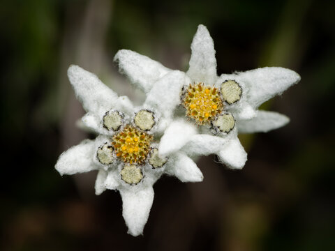 Closeup of an edelweiss flower in the Austrian alps