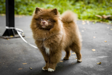brown dog breed Spitz, puppy pet
