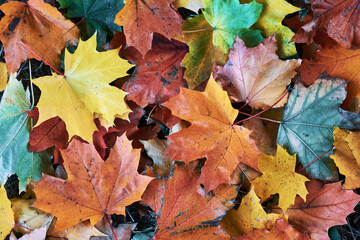 autumn leaves background