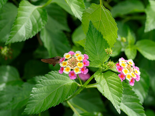 ランタナの蜜を吸うセセリチョウ
