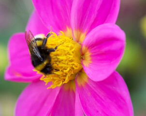 bee on pink flower