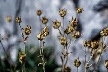 Prokletije mountains