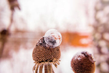 frozen soap bubble on dried flower at sunset with blurred background