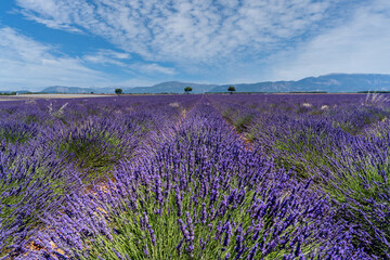 Fototapeta na wymiar drei Bäume am Ende von Reihen mit blühendem Lavendel, Lavendelfeld mit Bergen im Hintergrund, Plateau de Valensole, Brunet, Alpes-de-Haute-Provence, Frankreich