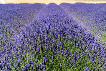 Reihen von blühendem Lavendel bis zum Horizont, Lavendelfeld in Südfrankreich in der Nähe von Plateau de Valensole, Brunet, Alpes-de-Haute-Provence, Frankreich
