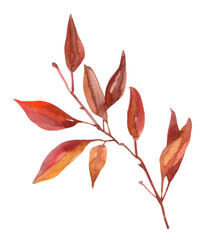 Watercolor hand painted fall boho botanical leaves and branch illustration isolated on white background