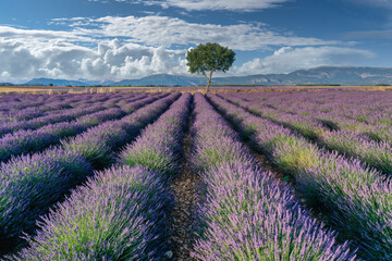 Fototapeta na wymiar Einzelner Baum am Ende von Reihen mit blühendem Lavendel, Lavendelfeld mit Bergen im Hintergrund, Plateau de Valensole, Brunet, Alpes-de-Haute-Provence, Frankreich
