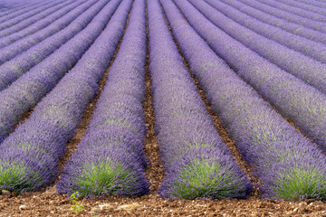 Reihen von blühendem Lavendel bis zum Horizont, Lavendelfeld in Südfrankreich in der Nähe von...