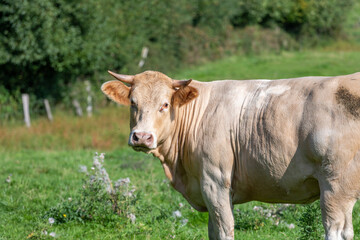Naklejka na ściany i meble A brown cow side shot in a green field
