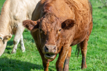 Close up of a dark brown cow chewing the cud. Green grass and  in the background.