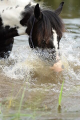 Fototapeta na wymiar Gescheckte Pferde beim Baden im Fluß