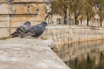 pigeons