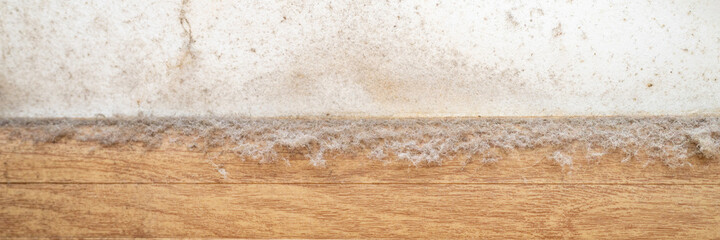 dust in the corner of the room. real old neglected dusty dirt, dirty toxic mold and fungus bacteria...
