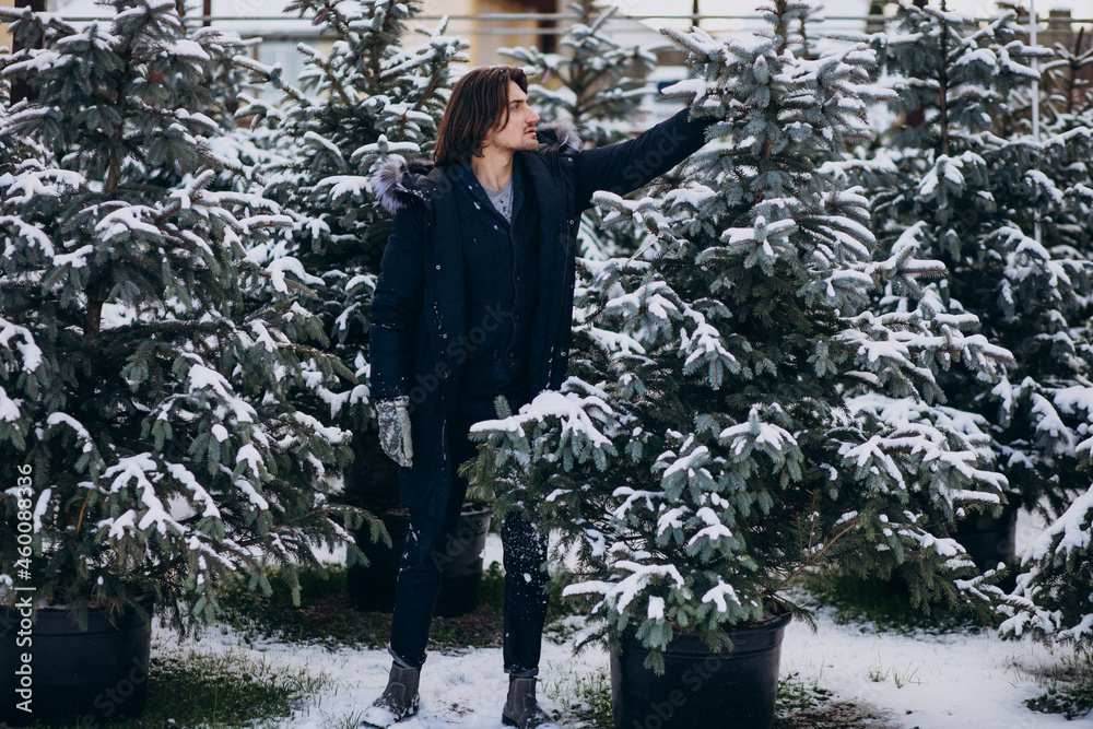 Poster Handsome man choosing a christmas tree