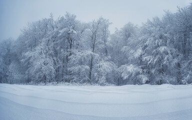 Forest glade in the snow. Winter scene. Forest trees in snow and fog