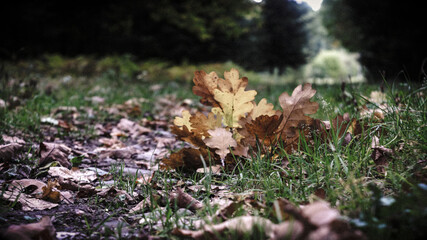 autumn leaves on the ground