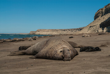 Male elephant seal, Peninsula Valdes, Patagonia, Argentina