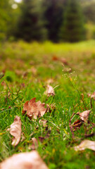 Wet Autumn Leaves Fallen On The Ground 