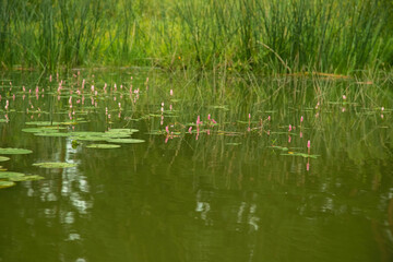 Lily leaves on the surface of the water in the river in summer