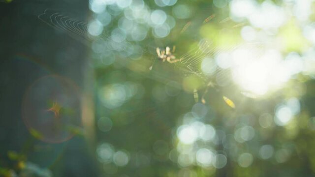 4K slow motion macro shot of a spider killing a fly and scaring a second spider, against the sunlight, in the middle of the forest.