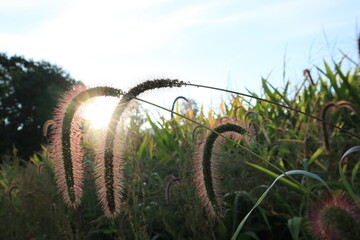 Sonnenstrahlen durch Getreidehalm