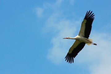 Аист в полете
