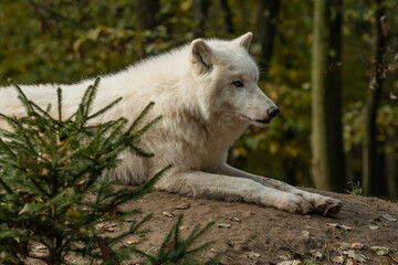 Arctic wolf laying in the forest