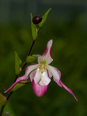 Orchid blossom at arboretum - Cypripedium