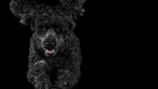 Slow Motion shoot of black standard poodle jumps towards the camera, 1000 fps.