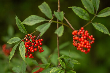 Ripe red-orange rowan berries close-up growing on the branches of a rowan tree