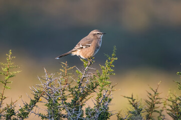 Patagonian Mockingbird, Peninsula Valdes,Patagonia, Argentina