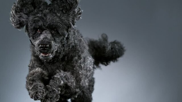 Slow Motion shoot of black standard poodle jumps towards the camera, 1000 fps.