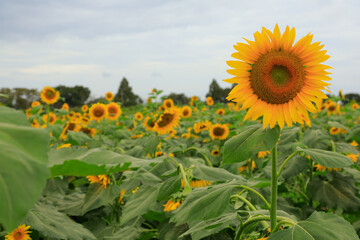 Obraz premium field of sunflowers