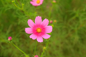 Fototapeta premium pink cosmos flower