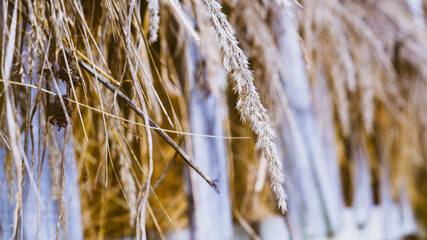 Fototapeta premium wheat in the wind