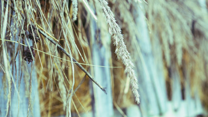 Field of freshly bales of hay 