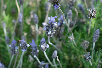 lavender in the field