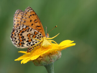 crab spider hunted a lesser spotted frillitary