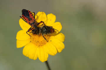 crab spider