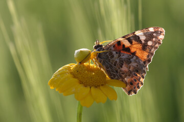 crab spider hunted a painted lady butterfly